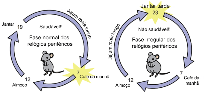 Ritmo Circadiano | Alimentação